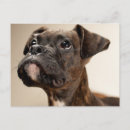 Search for brindle photography Studio shot