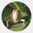 Search for grasshopper stickers Nature