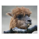 Search for alpaca art Farm