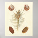 Search for seashells posters Nautical