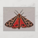 Search for lepidoptera postcards Insect