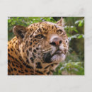 Search for jaguars postcards Mammal