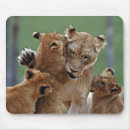 Search for lioness mousepads Wild