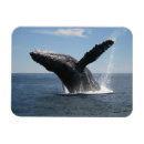 Search for fins magnets Marine
