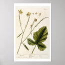 Search for herbals posters Blackwell