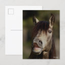 Search for buckskin postcards Animal