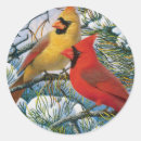 Search for cardinal in the snow stickers Beautiful