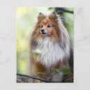 Search for shetland sheepdog postcards Pet