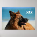 Search for 1 photo posters Cat