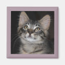 Search for whiskers photography Cats