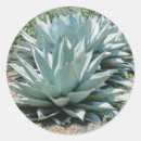 Search for agave stickers Succulent