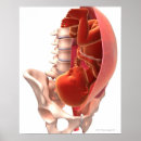 Search for pregnancy posters Medical