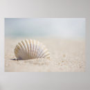 Search for mollusk art Nature