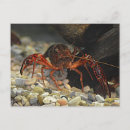 Search for crawfish postcards Crustacean
