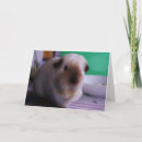 Search for guinea pig cards Pet