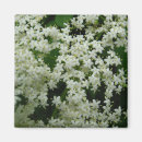 Search for beautiful blossom magnets Beauty