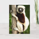 Search for lemur cards Madagascar