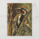 Search for bellis postcards Animals