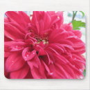 Search for hot stuff photography Dahlia