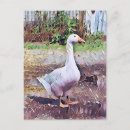 Search for poultry postcards Geese