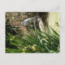 Search for blue heron postcards Flowers