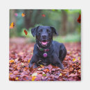 Search for labrador magnets Pet