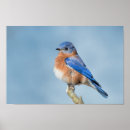 Search for bluebird posters Songbird