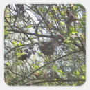 Search for shrubs stickers Photograph
