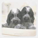 Search for english cocker spaniel stickers Animal