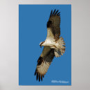 Search for hovering posters Birds