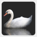 Search for mute swan stickers Animal