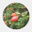 Search for edibles magnets Red