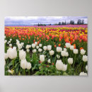 Search for shoe posters Flowers