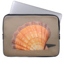 Search for scallop shell cases Sand