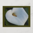 Search for cala Flora