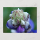 Search for dew postcards Nature
