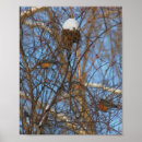 Search for robins posters Animals
