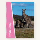 Search for kangaroo Australia
