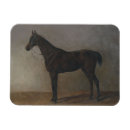 Search for gelding magnets Equine