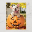Search for jackolantern invitations Humour