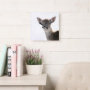 Search for fawn clocks Wildlife