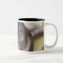 Search for squirrel eating mugs Wildlife