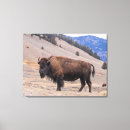 Search for bison canvas prints Wildlife