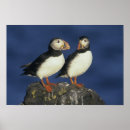 Search for puffin art Couple
