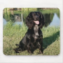 Search for black cocker spaniel Animals