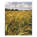 Search for barley art Rye