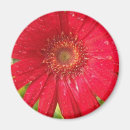Search for gerber magnets Flower