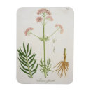 Search for joseph magnets Botanical