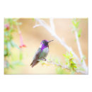Search for birder posters Animal