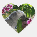 Search for african grey stickers Bird
